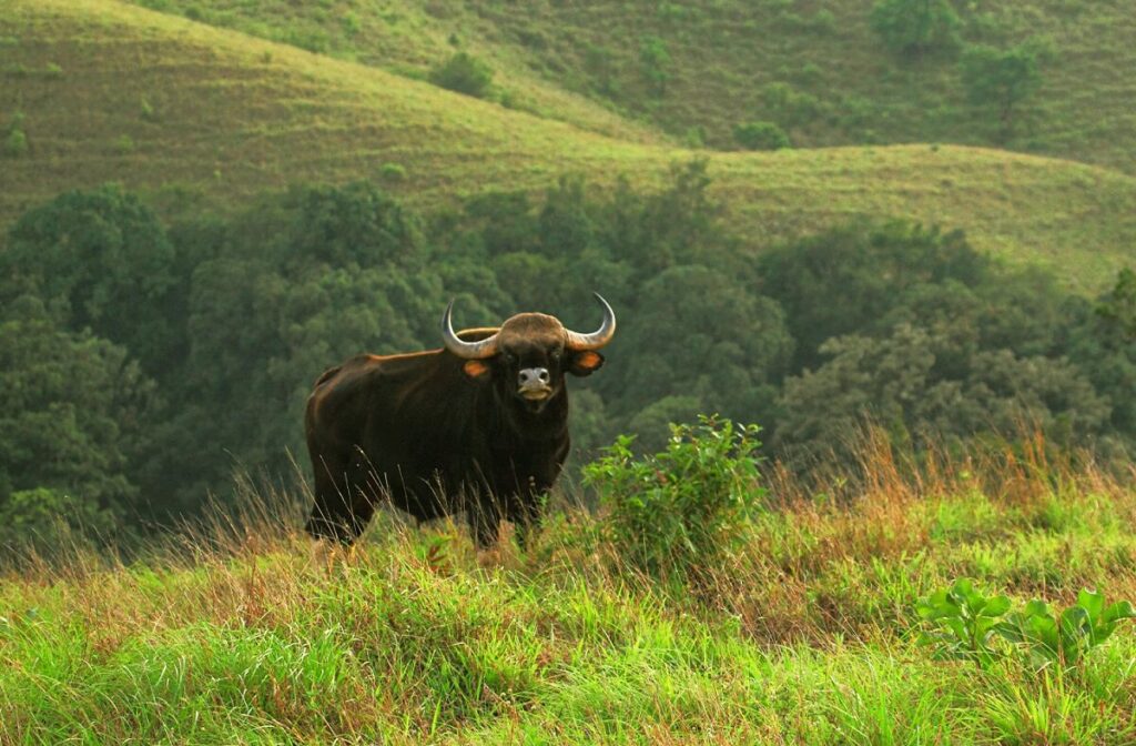 Kudremukh National Park, Karnataka