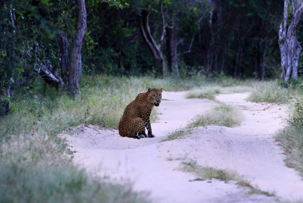 Kumana National Park, Sri Lanka