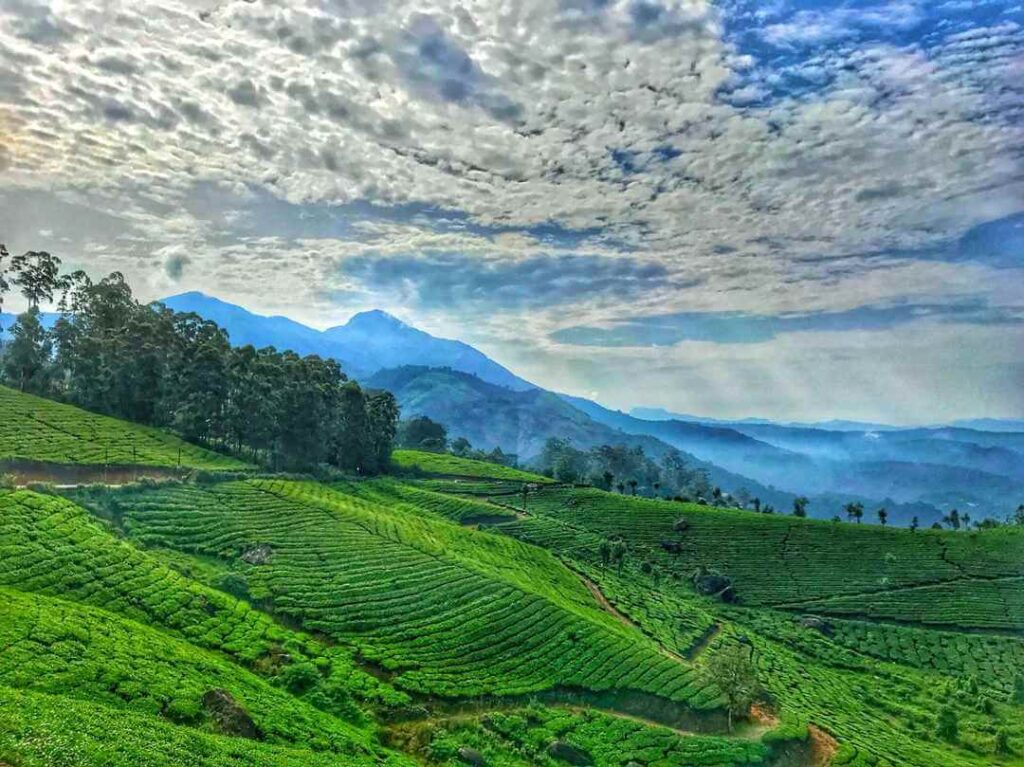 Munnar, Kerala
