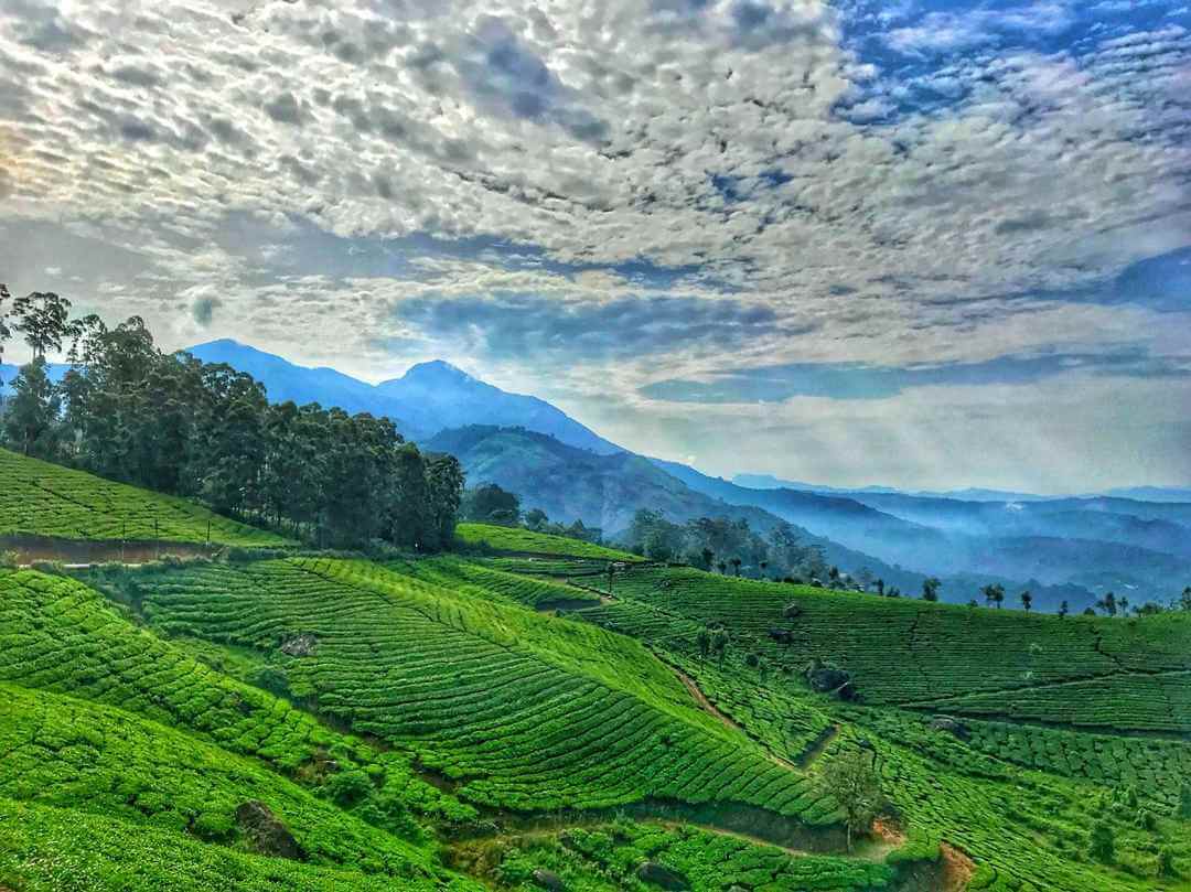 Munnar, Kerala