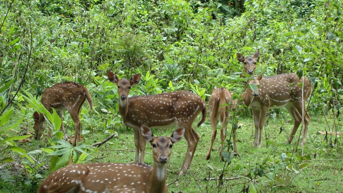 Nagarjunasagar Wildlife Sanctuary