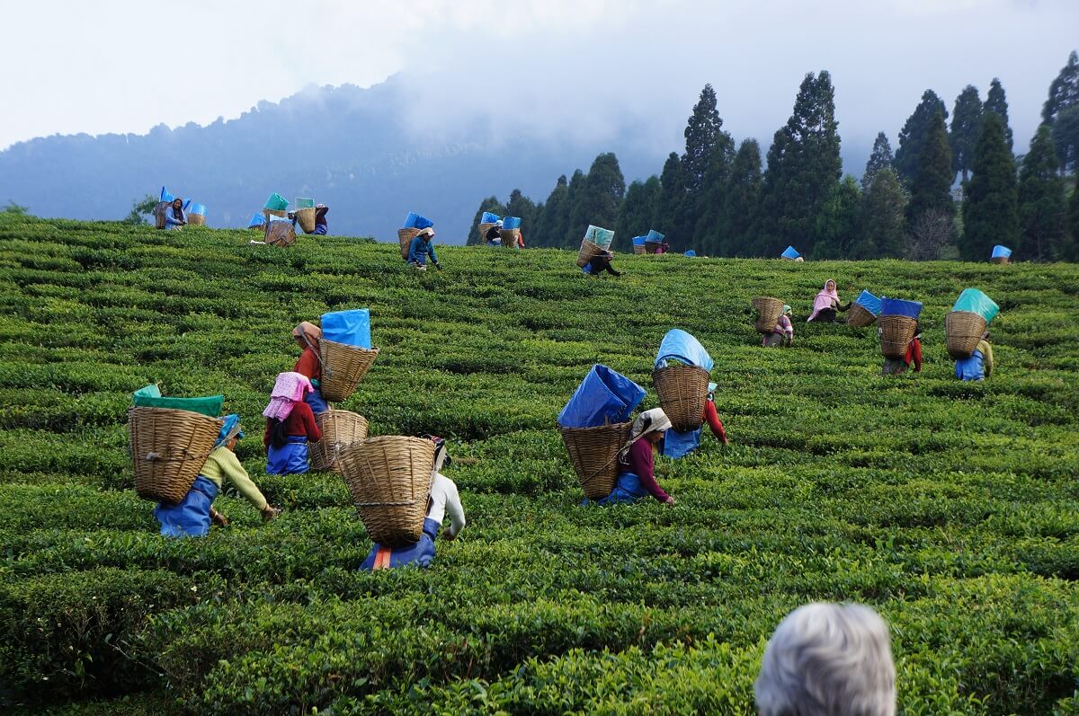 North East India Tea Gardens