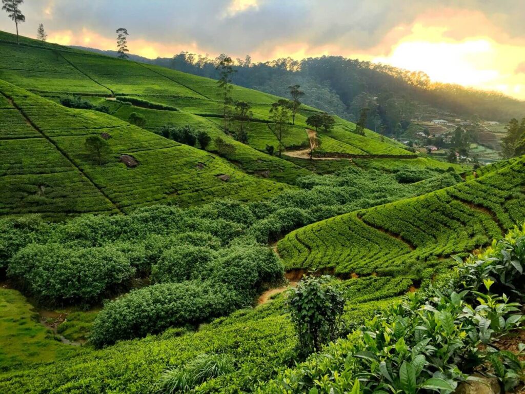 Nuwara Eliya Hill stations Srilanka (1)