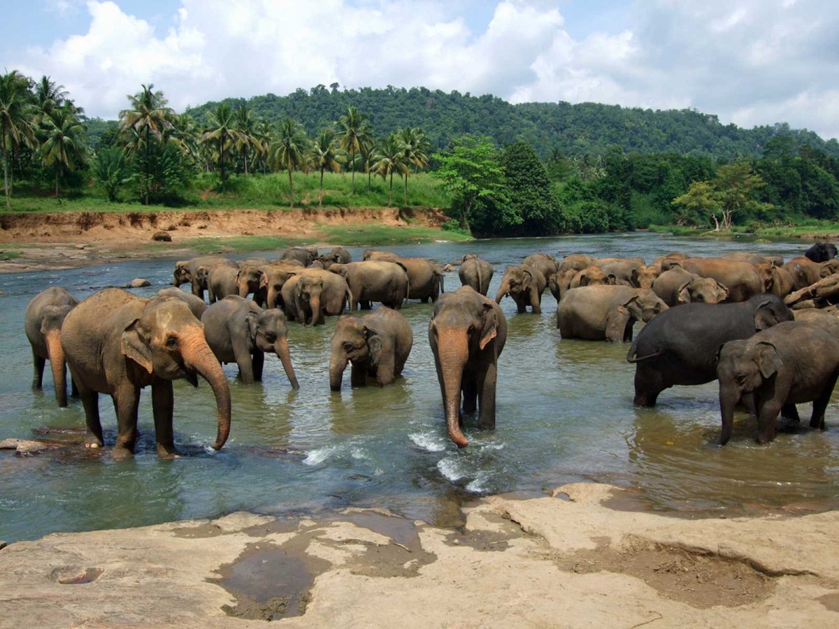 Pinnawala Elephant Orphanage, Sri Lanka