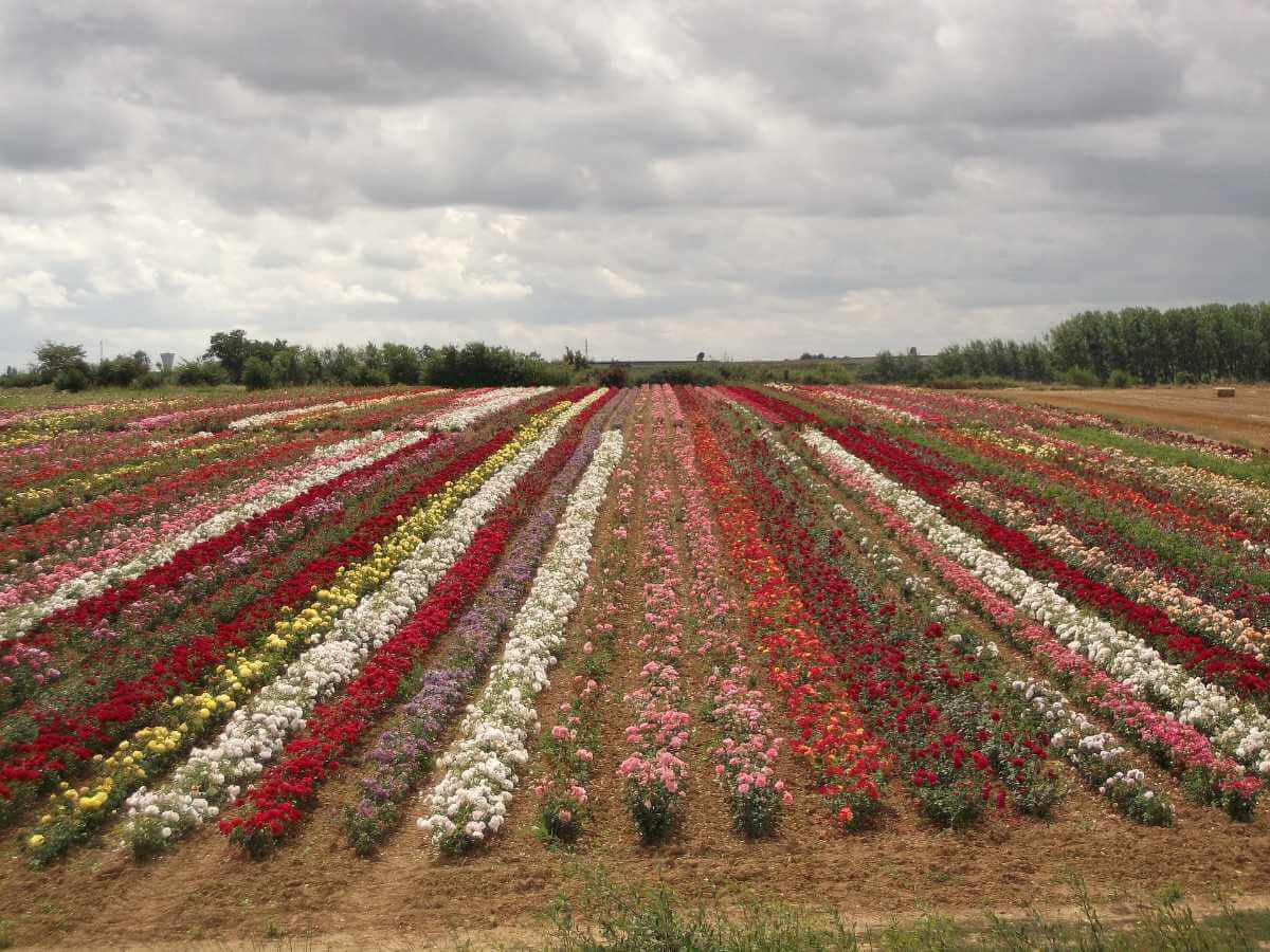 The Rose Garden Flower Market, and the Flower Factory Pushkar