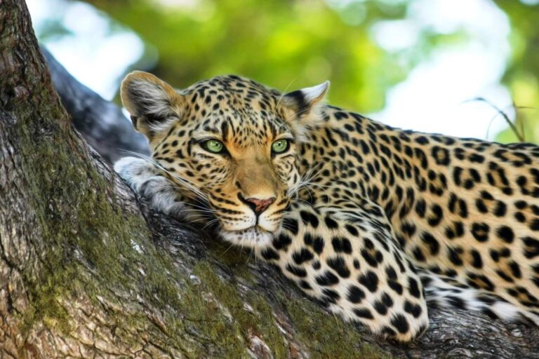 The Top 10 Wildlife Destinations in Sri Lanka