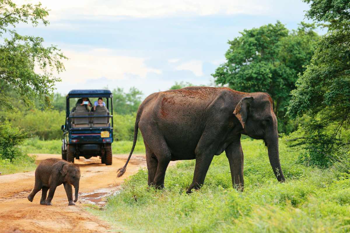 Udawalawe National Park, Sri Lanka