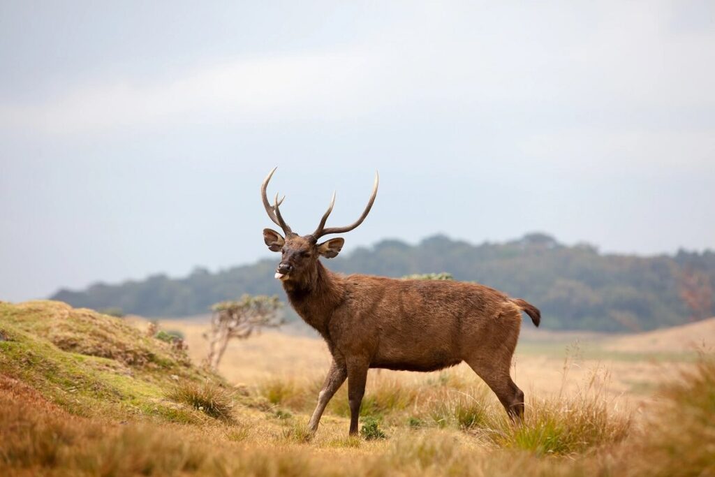 Hortons Plains National Park, Sri Lanka