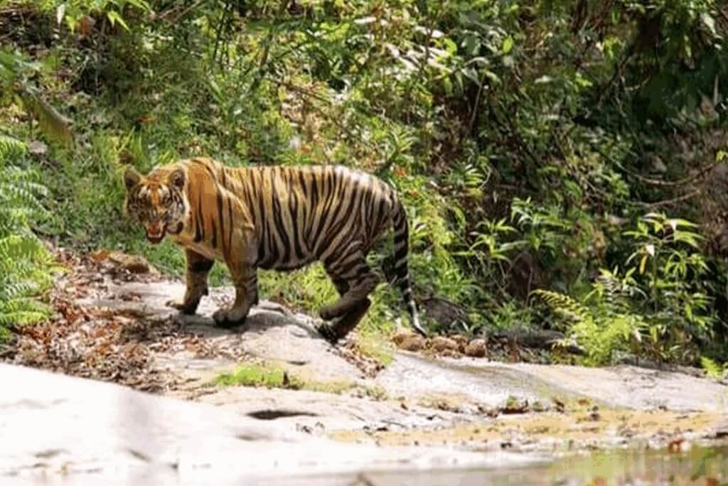 Parambikulam Tiger Reserve, Pollachi, Tamil Nadu
