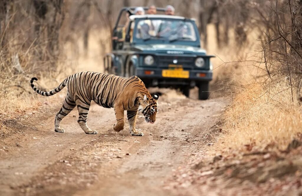 Ranthambore National Park, Sawai Madhopur, Rajasthan