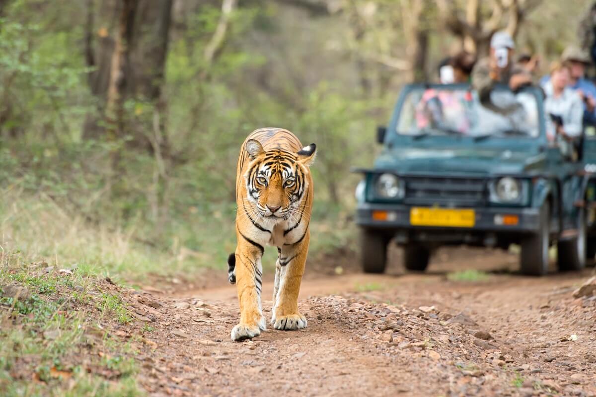 Ranthambore Tiger Safari