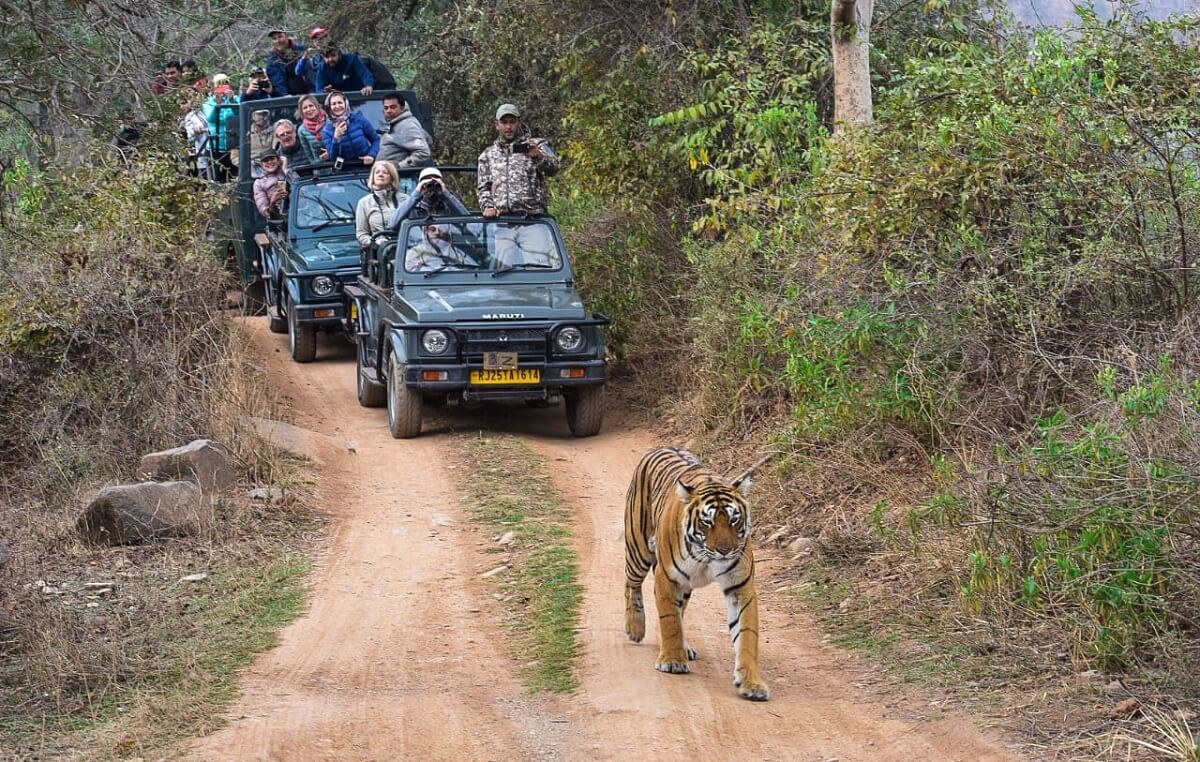 Ranthambore Tiger Safari2