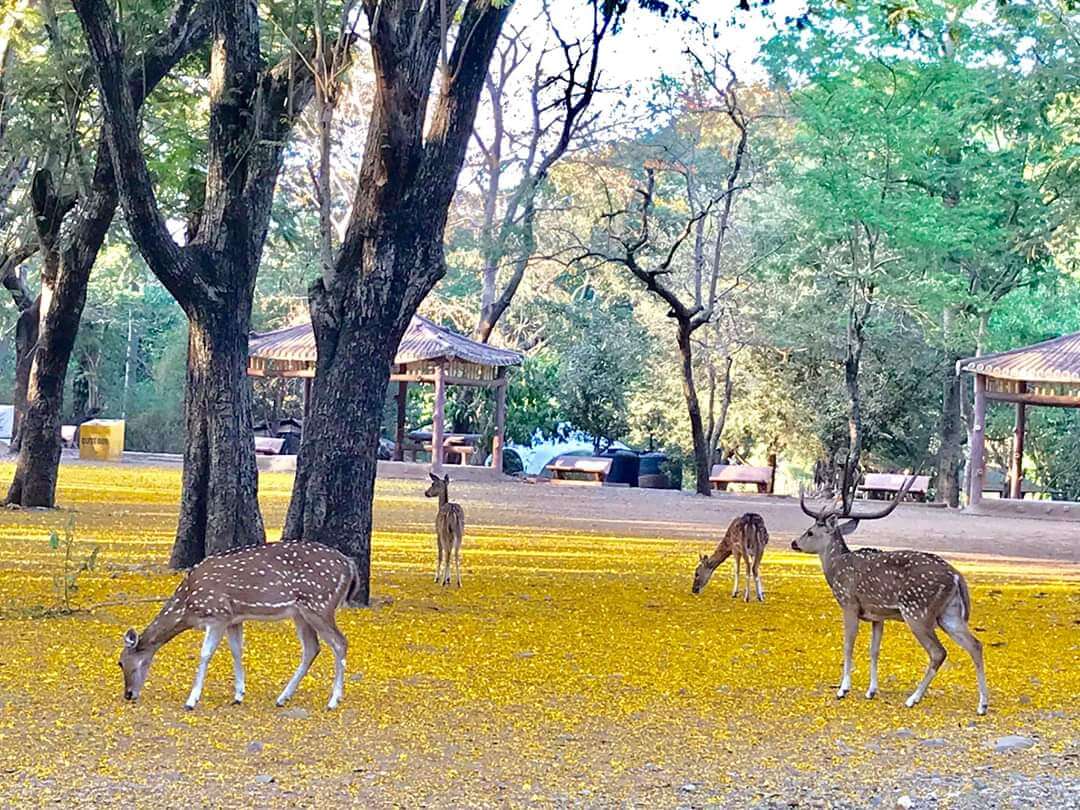 Sanjay Gandhi National Park, Mumbai