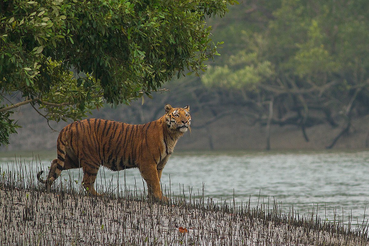 Sunderbans National Park, West Bengal