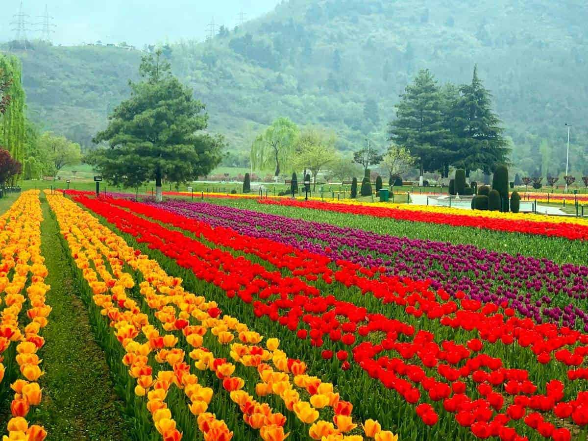 Tulip Garden, Sri Nagar, Kashmir