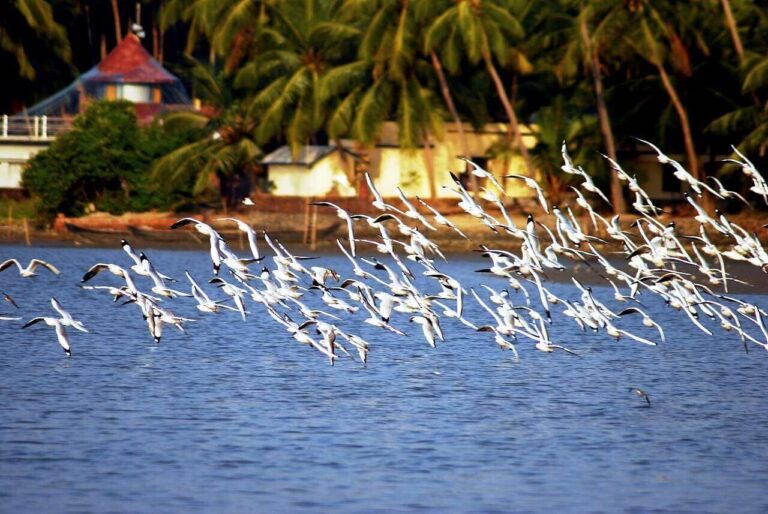 Birds and Animals in The Kadalundi Sanctuary (1)