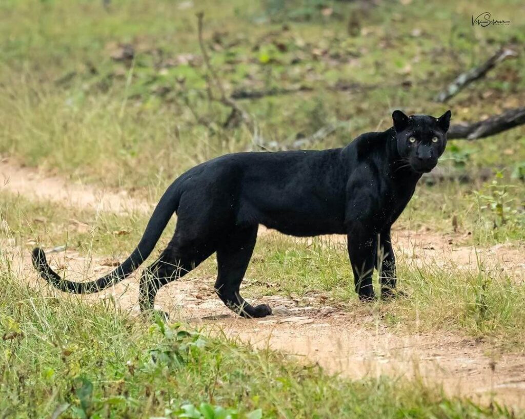 Dandeli Wildlife Sanctuary, Karnataka