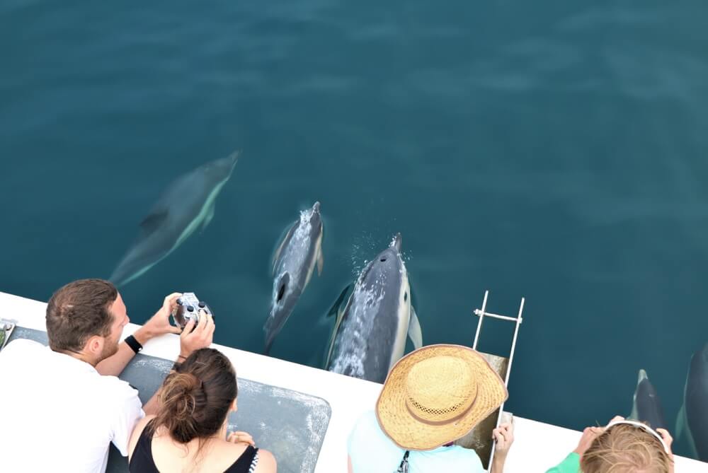 Dolphin Watching in Andaman