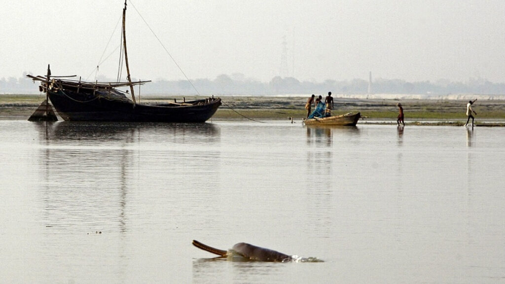 Dolphin Watching in Brahmaputra River Assam