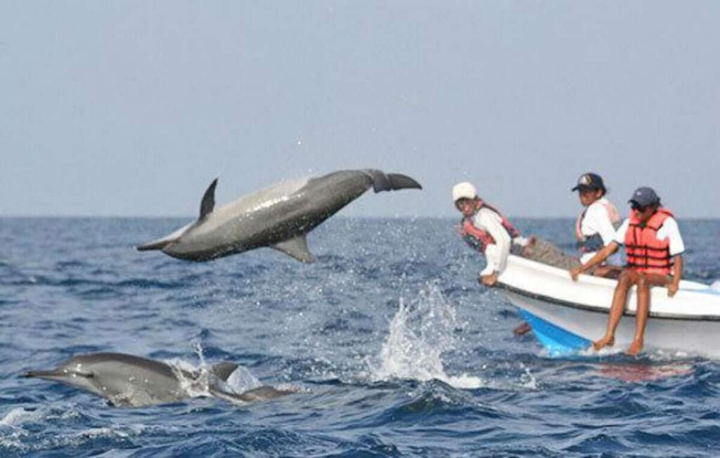 Dolphin Watching in Goa