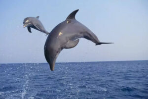 Dolphin in Chilika Lake, Satapada, Odisha