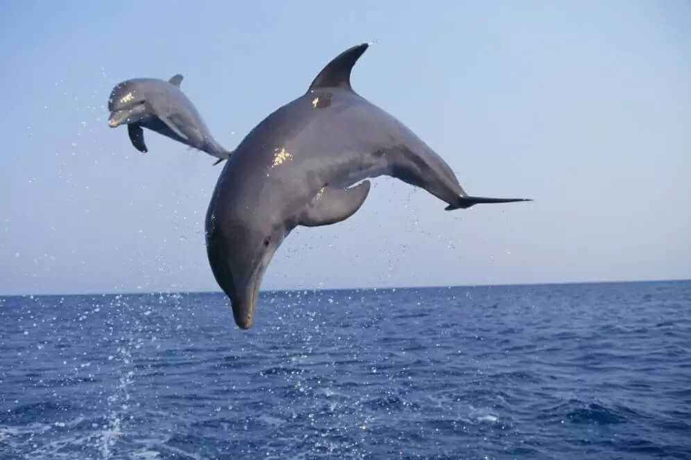 Dolphin in Chilika Lake, Satapada, Odisha