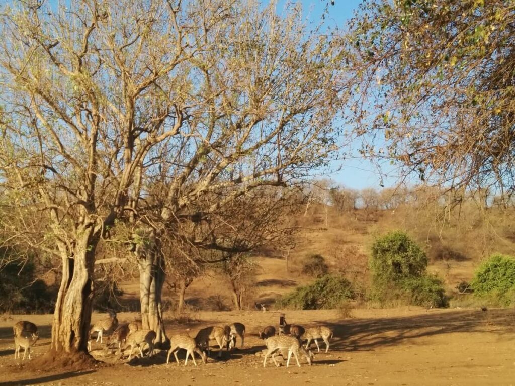 Gir National Park Gujarat