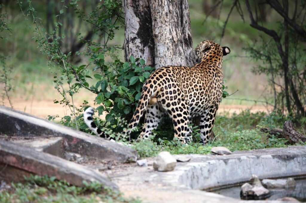 leopard safaris jaipur