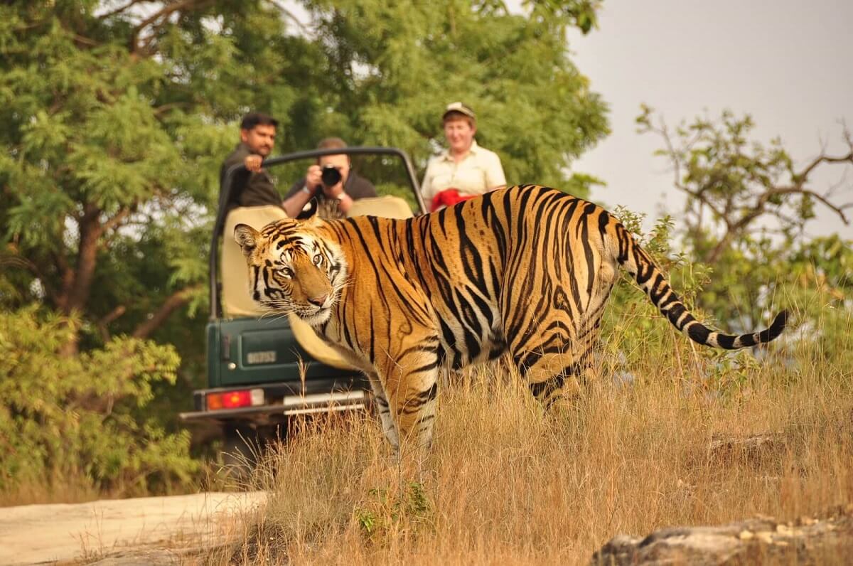 Jim Corbett National Park Nature Photography, Uttarakhand