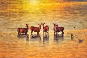 10 Best Places for Nature Photography in India
