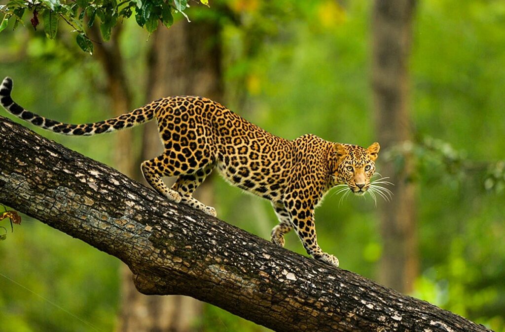Nagarhole National Park, Karnataka4