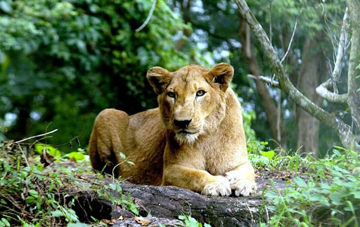 neyyar lion safari park photos