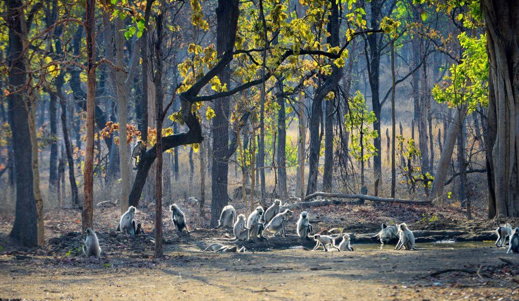 Pench National Park, Madhya Pradesh