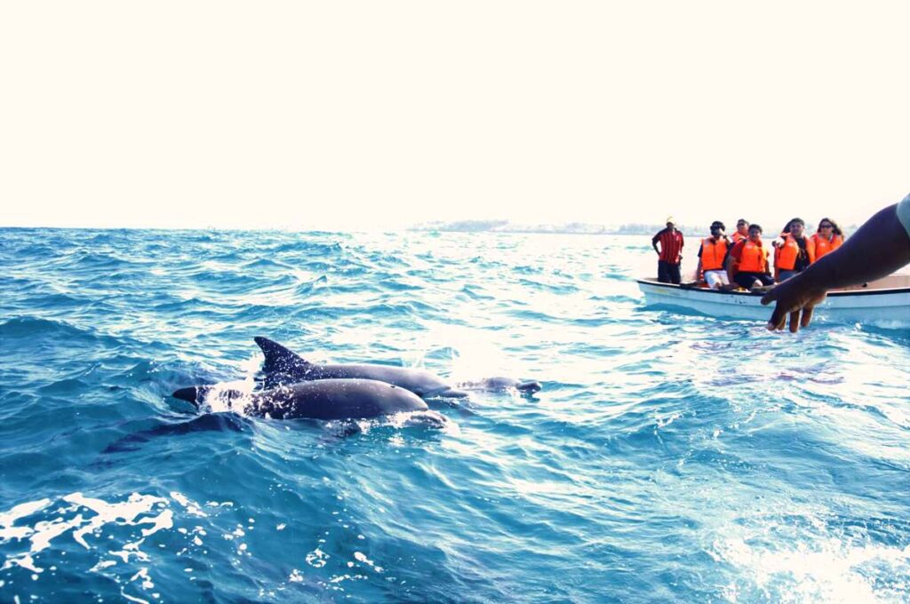 Places to See Dolphins in india