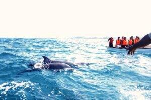 Places to See Dolphins in india