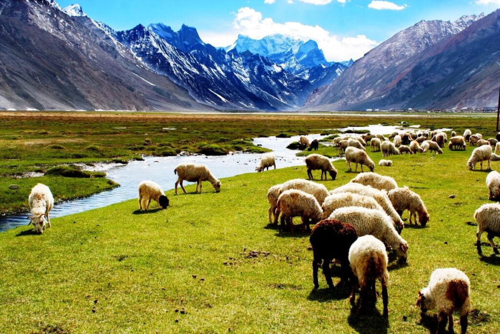 Rangdum_village_sheep