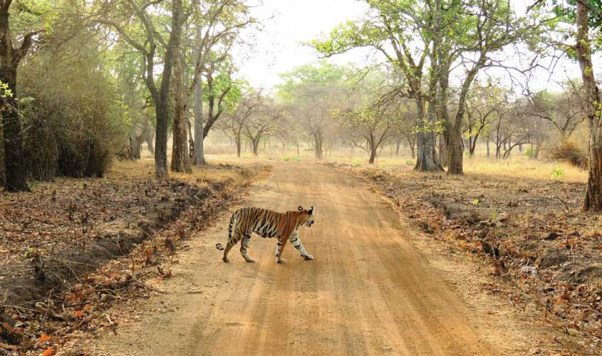 Satpura Tiger Reserve, Madhya Pradesh
