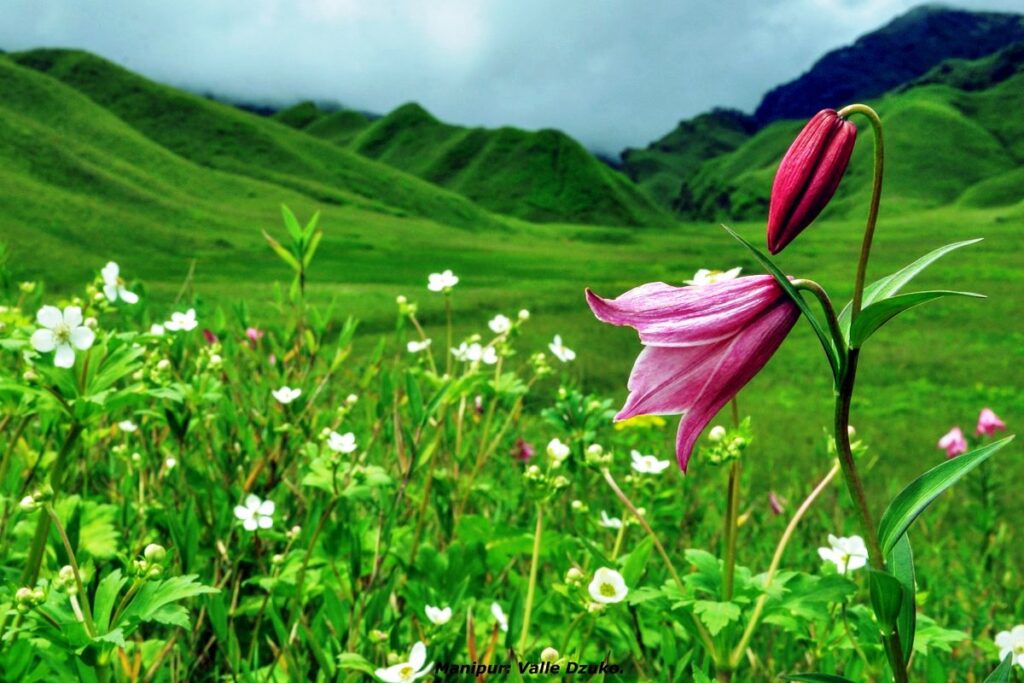 Shirui Lily- the state flower of Manipur