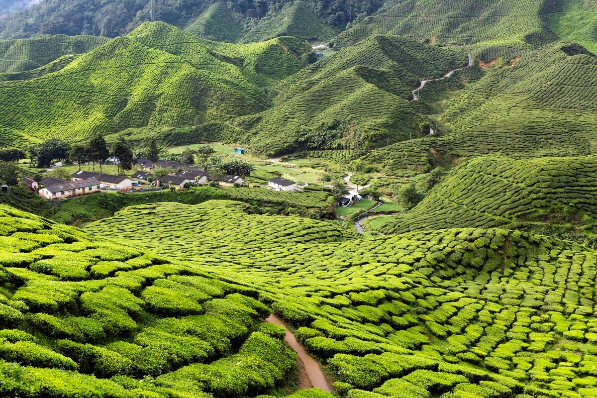 Cameron Highlands, Malaysia