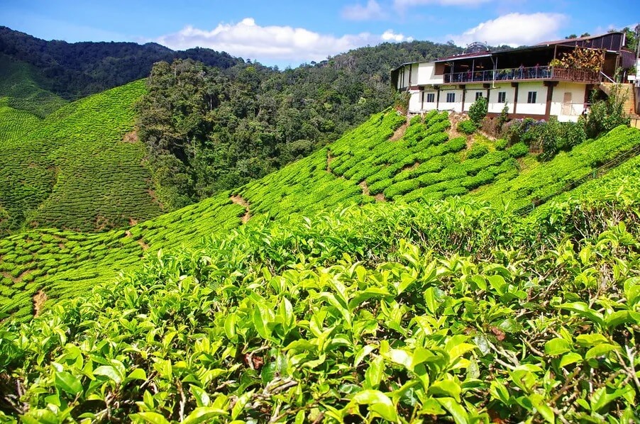Chowgan Tea Garden, Bir Billing, Himachal