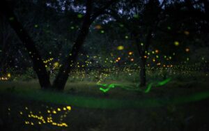 Maharashtra Fireflies Festival 2022: Attend this Festival at these Places