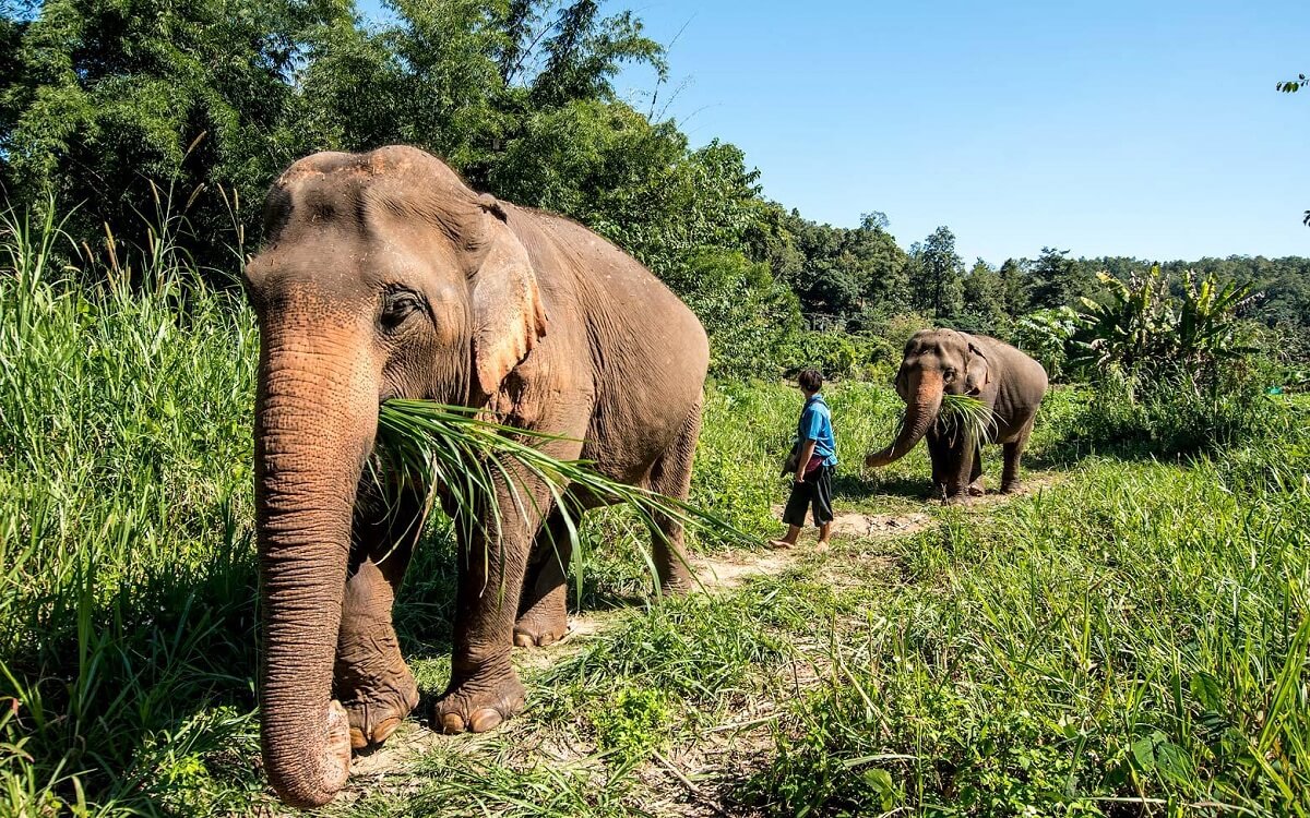 Elephant in Chiang Mai, Thailand