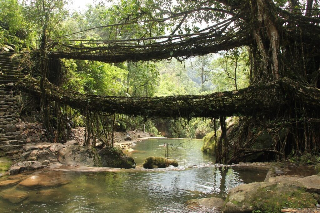 India's Living Root 'Bridges' Meghalaya