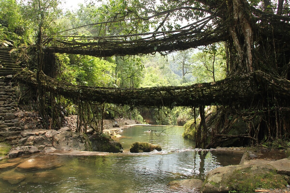 India's Living Root 'Bridges' Meghalaya