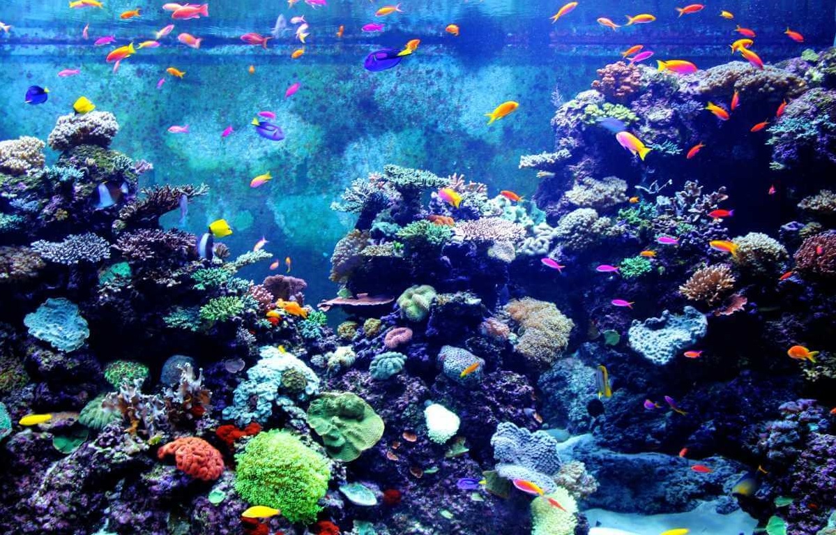 Sea World Aquarium, Rameshwaram, Tamil Nadu