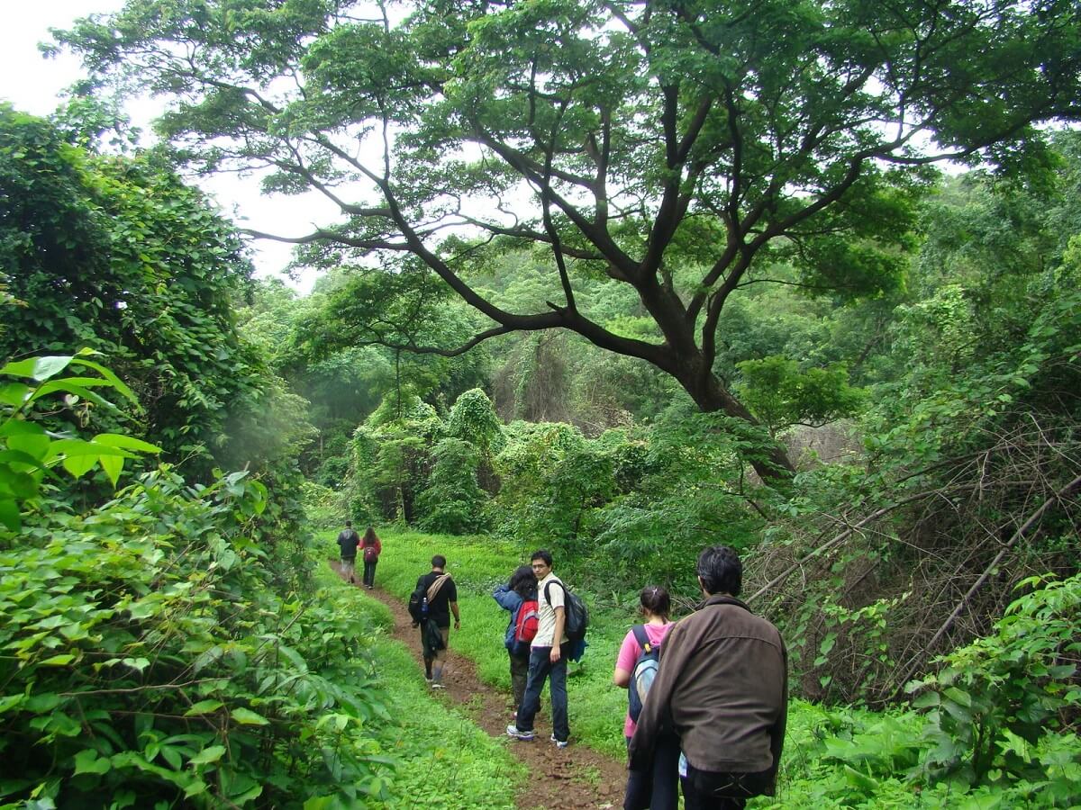 Trek in Sanjay Gandhi National Park, Mumbai