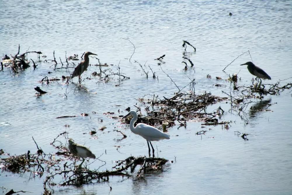 Water Bird Sanctuary, Rameshwaram, Tamil Nadu