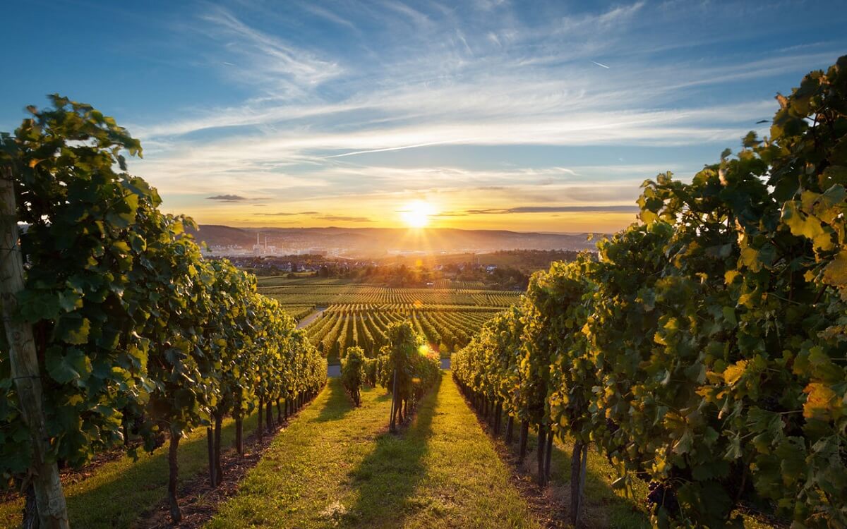 Chateau d’Oril, Nashik Maharashtra