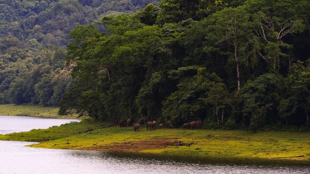 Chimmini Wildlife Sanctuary Kerala