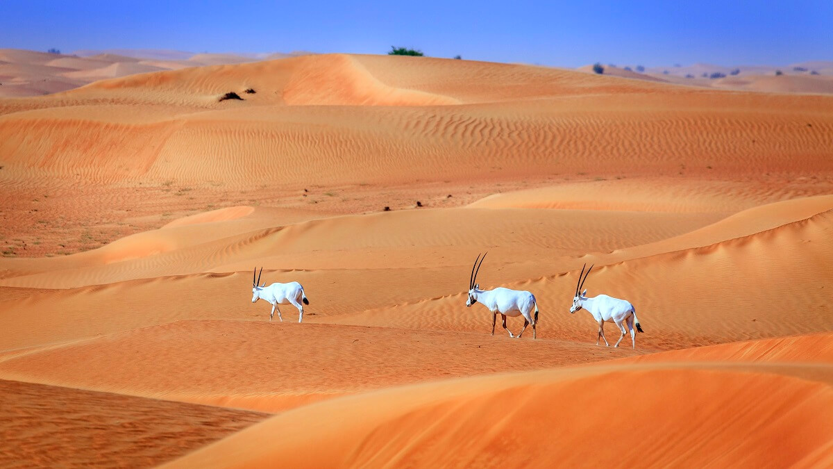 Dubai Desert Conservation Reserve